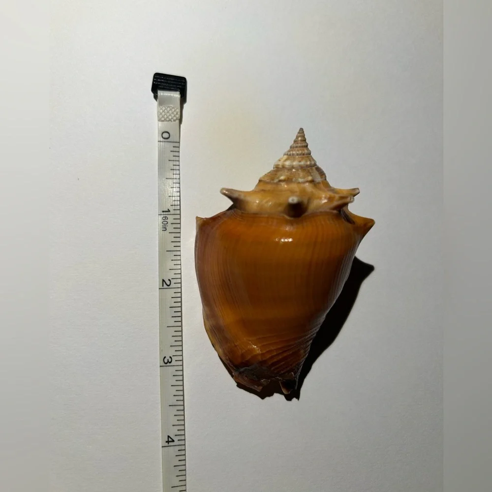 Large Brown Shell Decor - Picture 3 of 4